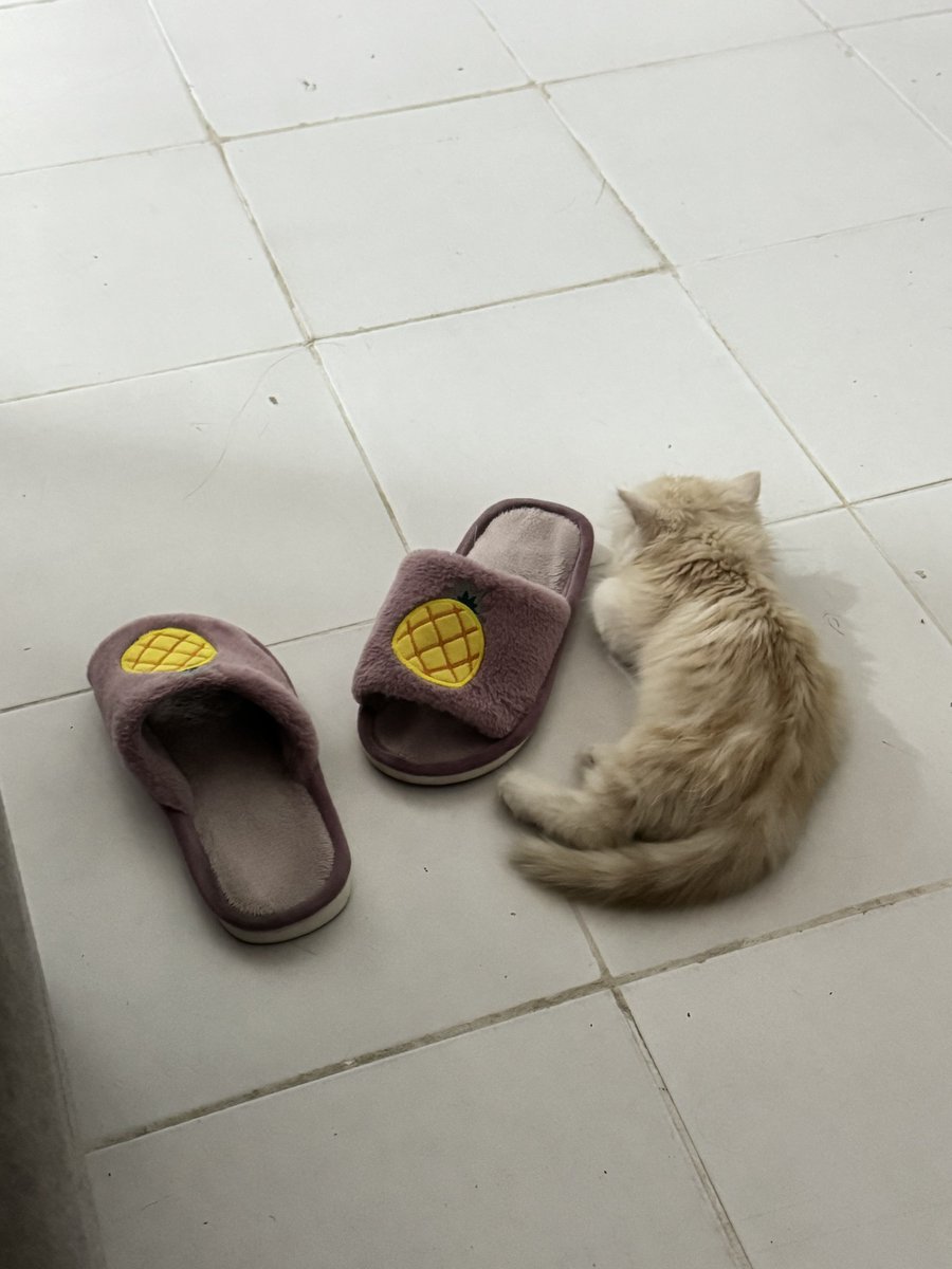 waffles 🧇 tweet media