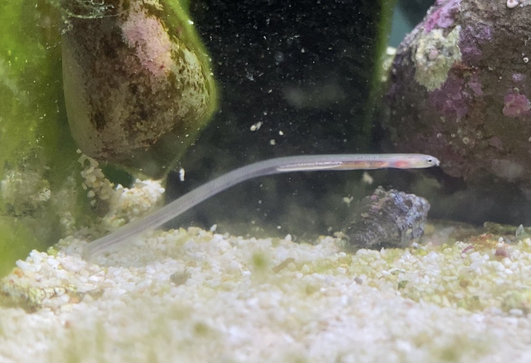 今朝もう一種も出てきてた