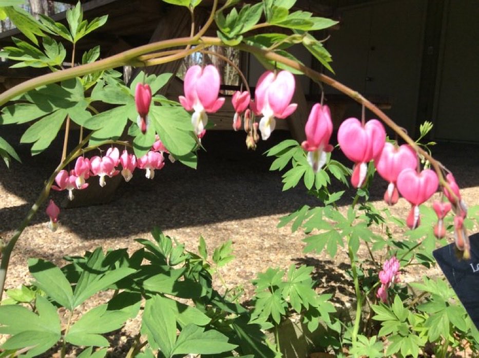 “Well-apparel’d April on the heel
Of limping Winter treads.”
~Romeo and Juliet, Act I, Scene 2 #ShakespeareSunday