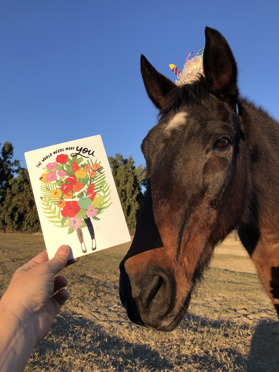 GloriousAllianc's tweet image. Pixie&apos;s 29th birthday is coming up January 4. Our #heavymetalmare &apos;s &quot;Gotcha Day&quot; became her birthday since we&apos;re unsure of her actual birthday.