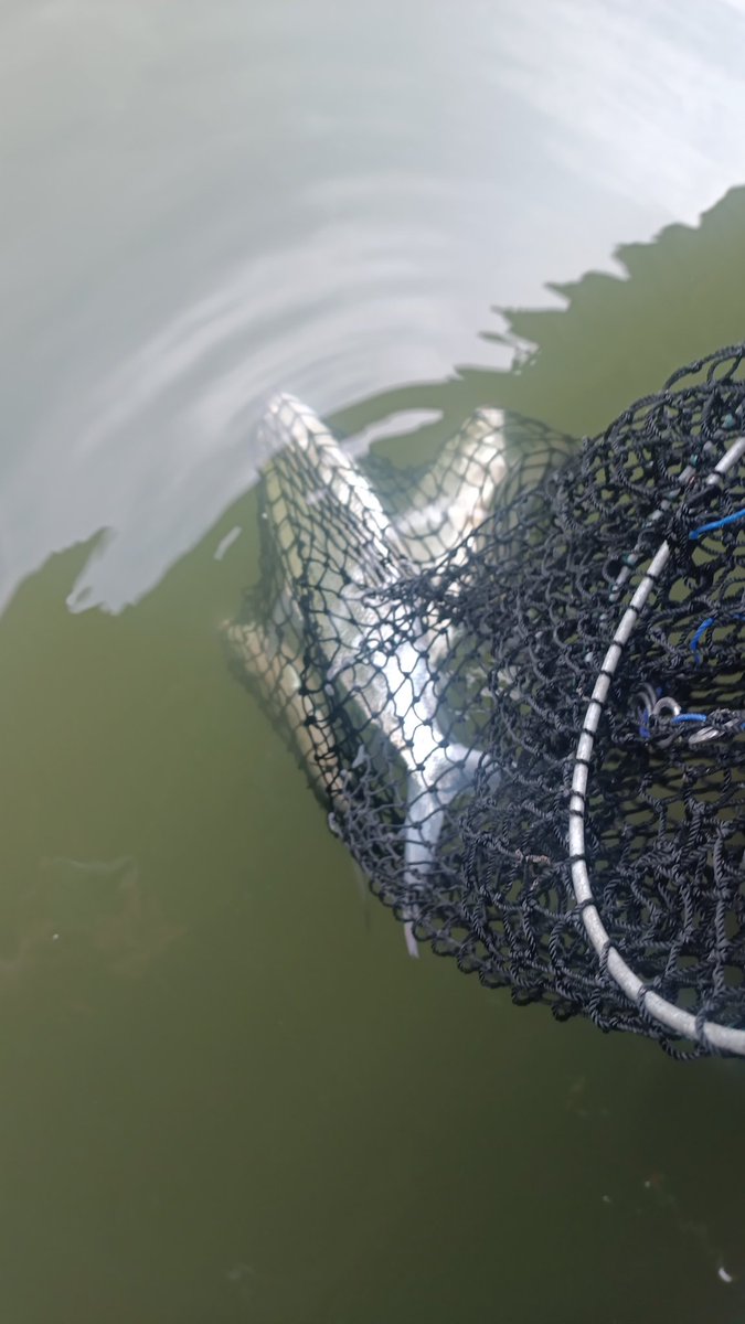 Jan Pieterszoon Coen tweet media