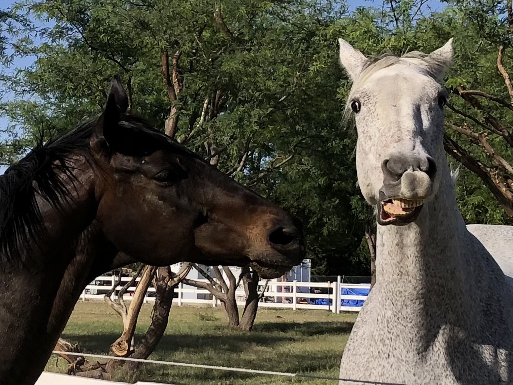 GloriousAllianc's tweet image. Surfer&apos;s &quot;grabass&quot; face before grabassing with Hackleton...