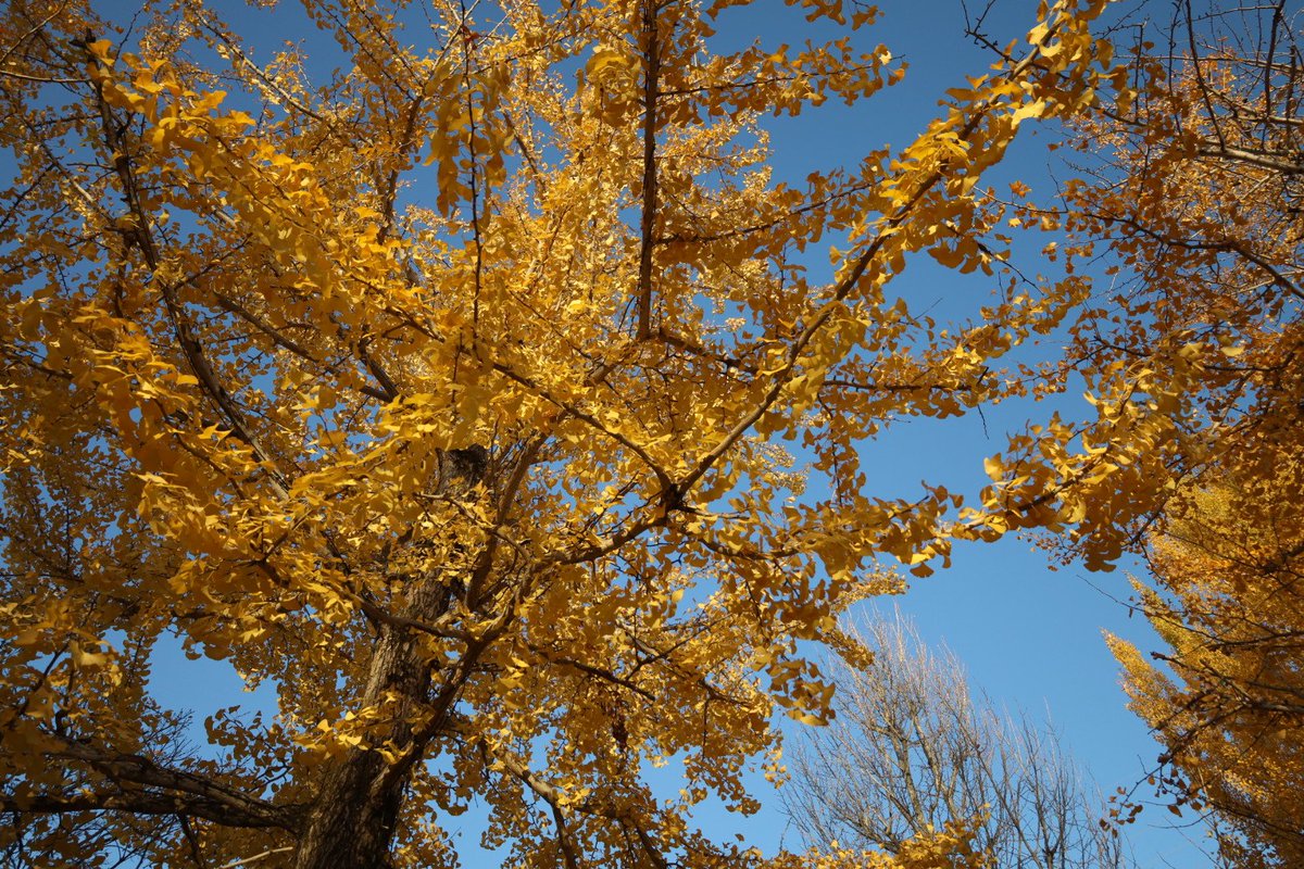 昨日も紅葉を見に行ったけど
もみじは終盤
いちょうはほぼ終わり
これからはイルミが増えてくる