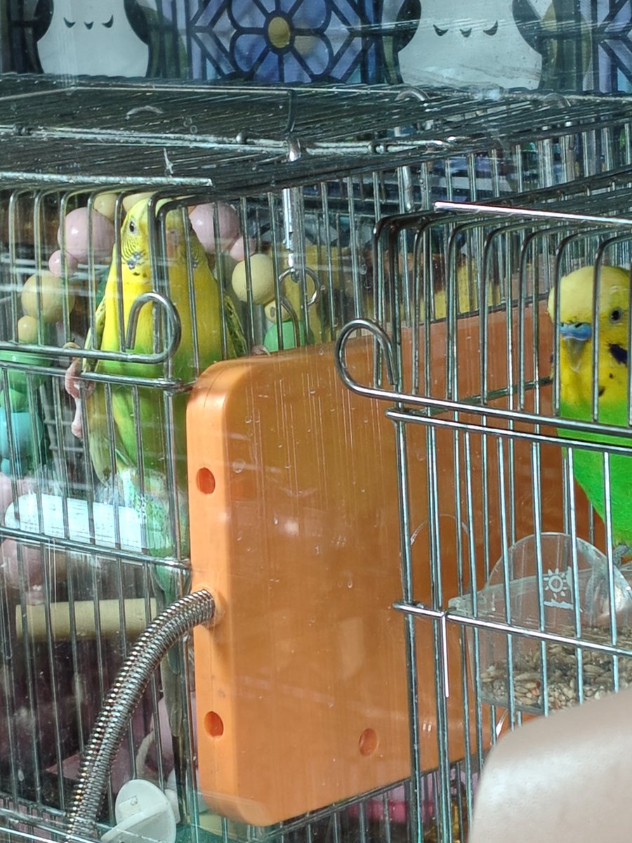 さくらといんこ tweet media