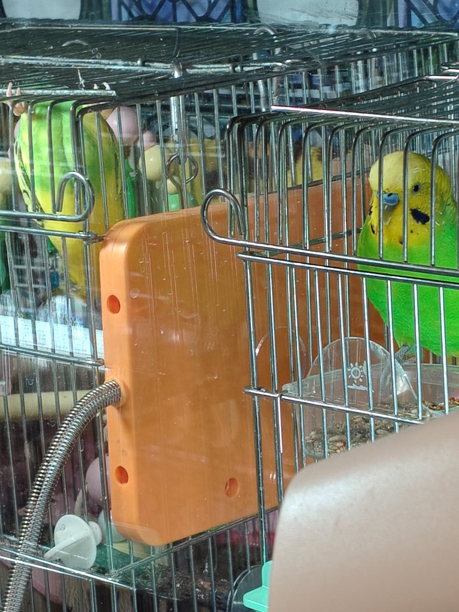 さくらといんこ tweet media