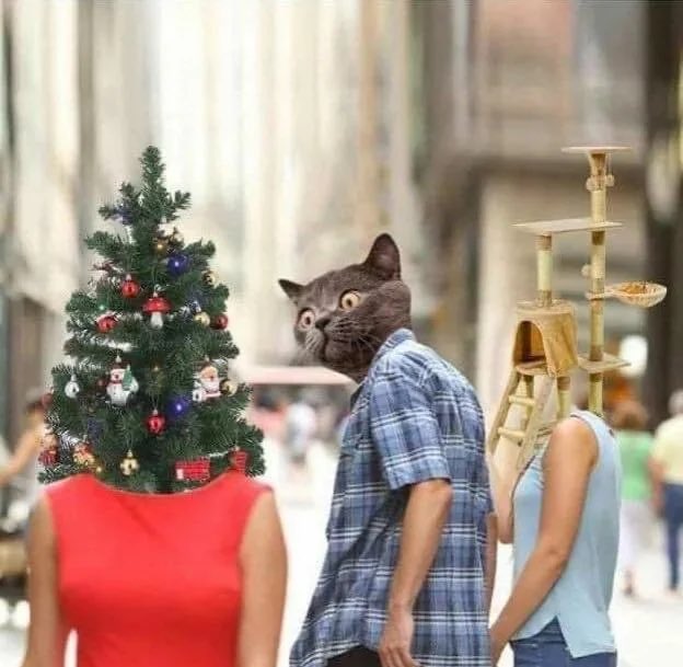 gatinarios's tweet image. REAL