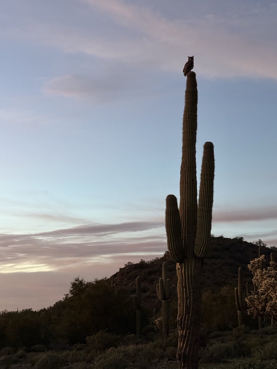 fawningfaerie's tweet image. Late diagnosed AuDHD induced sunday scaries meant taking a sad girl walk but thankfully I spotted this lovely creature (and asked for life advice, obviously) 
#ActuallyAutistic