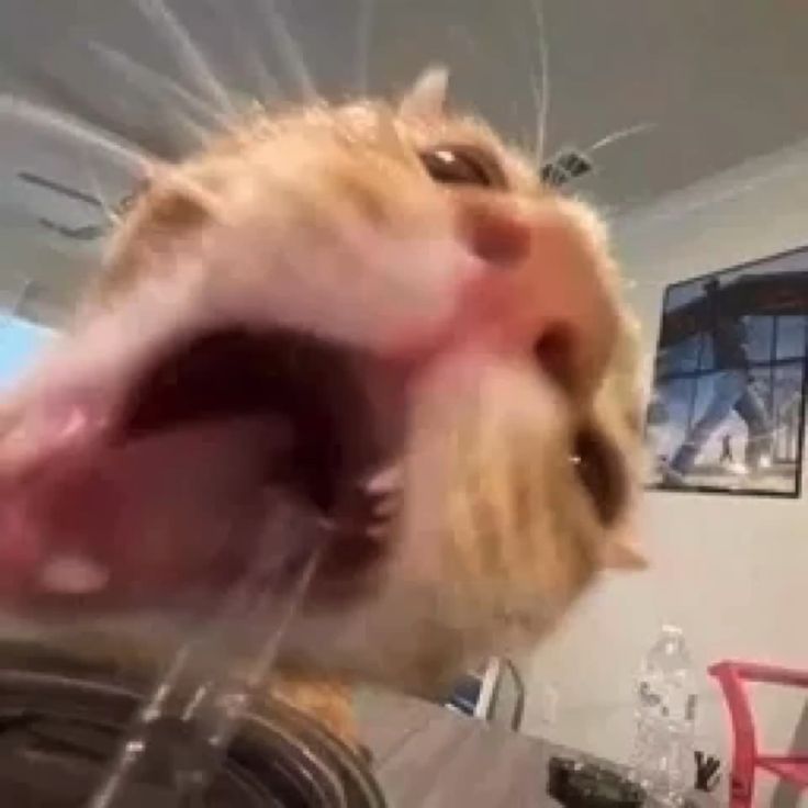 lykndivine's tweet image. TONFAH IN GLASSES
#FoureverYouProjectPart2 #BesideTheSkyTrailer