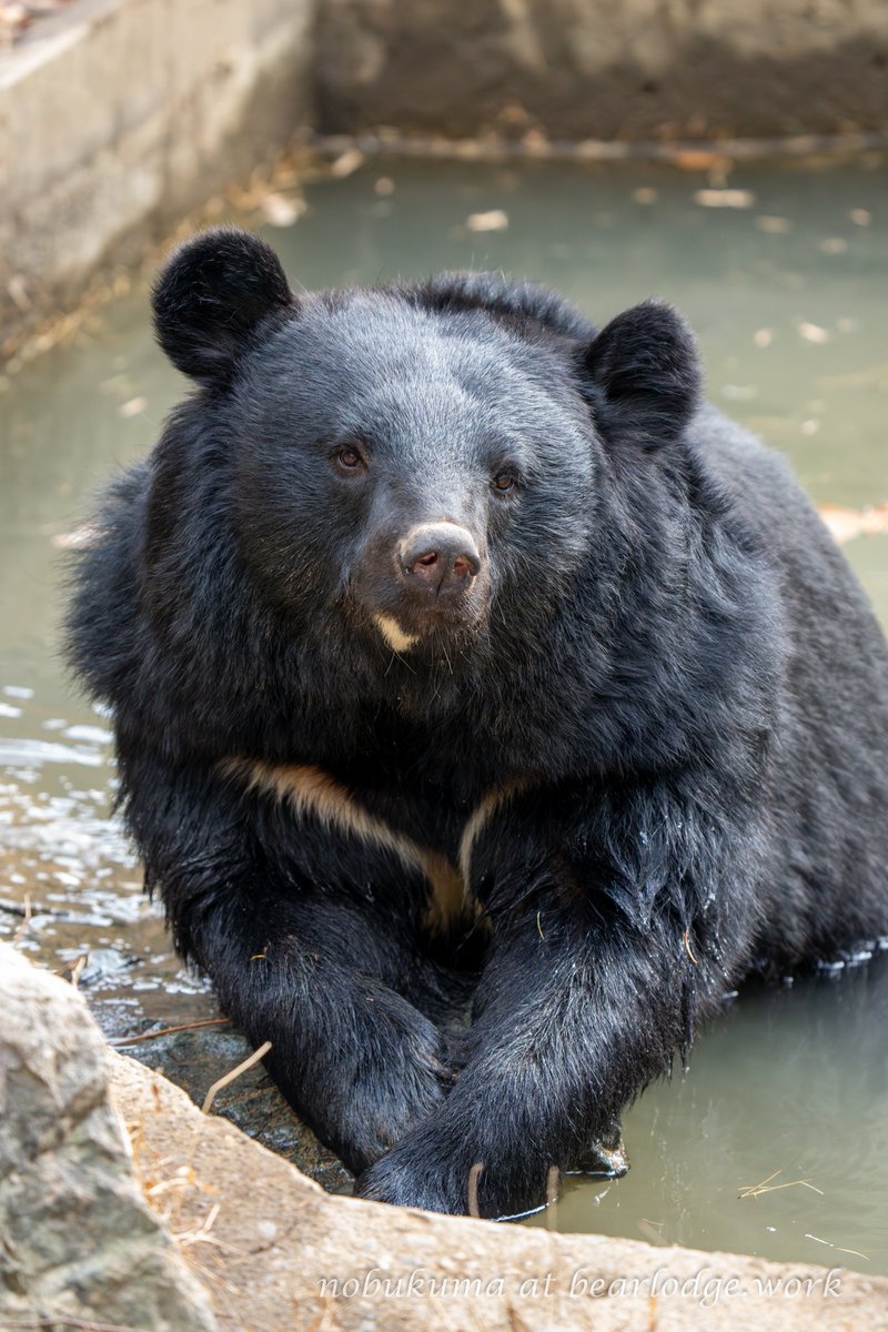 くまこくまこ様♪専用♪⭐︎ 2024年度こぐまイベント情報 - 奥飛騨 クマ牧場