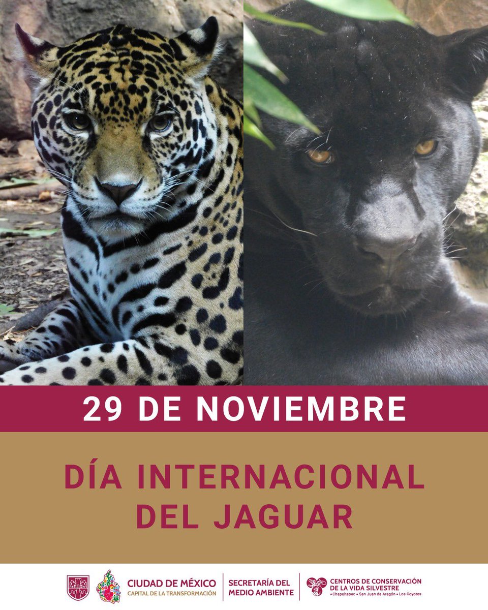 En el Día del Jaguar, recordamos la importancia de conservar al felino más grande de América. Su supervivencia depende de nosotros. 🐆💚