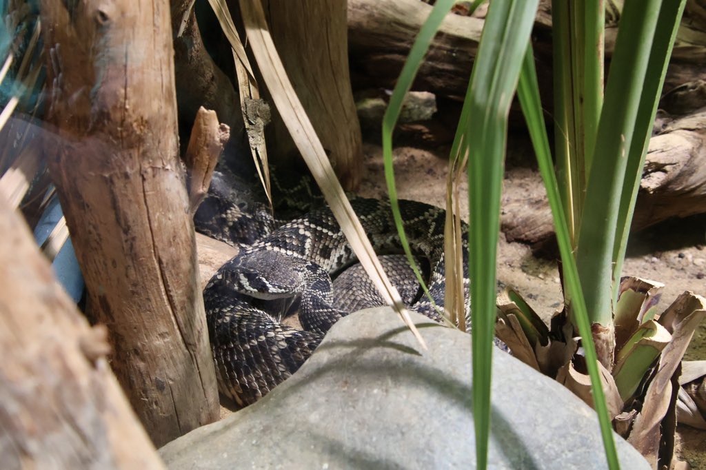 ガラガラヘビ様 61NdIQHVYOL._AC_UF894,