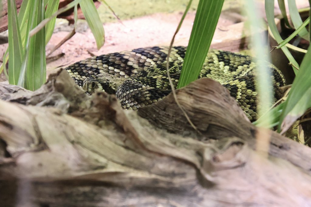 今日から12月、そして蛇たちが主役の年も残り1ヶ月か…。1日1日ゆるりと