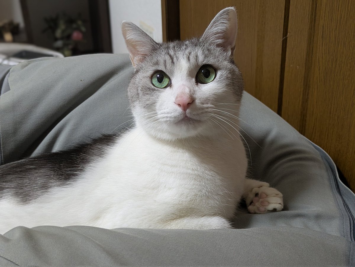 ここは俺に任せて、お前は仕事に行け！ #ねこのいる暮らし𓏲𓎨 #猫好き