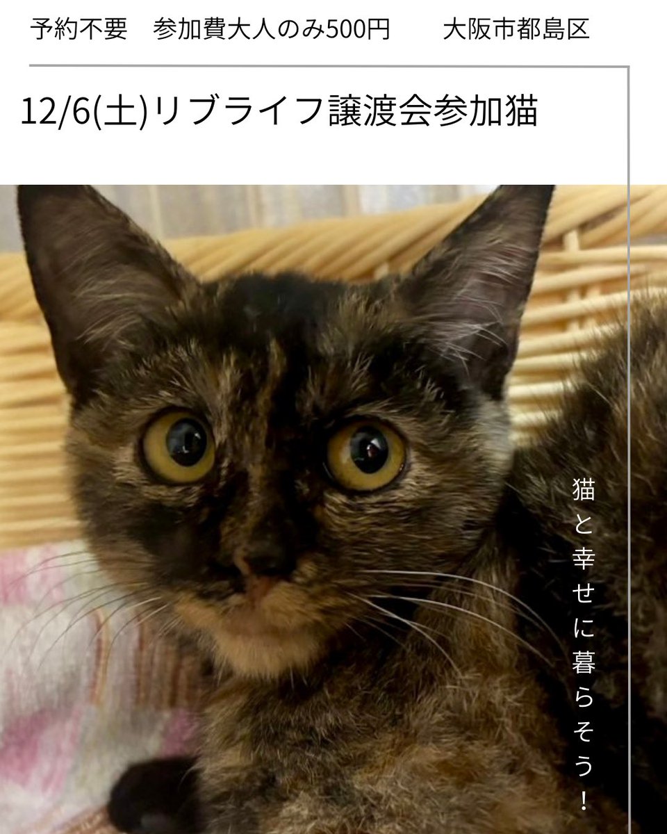 livelifesocion's tweet image. 12/6（土）リブライフ譲渡会参加猫
大阪市都島区　13〜16時まで
予約不要　参加費500円

①音、メス、4ヶ月
保護されて間もないですが撫でられるようになってます😻

②かなめ、オス、5ヶ月
なでなでもおもちゃも大好きさ！人馴れできてます🙆

保護猫を家族に迎えてね😸