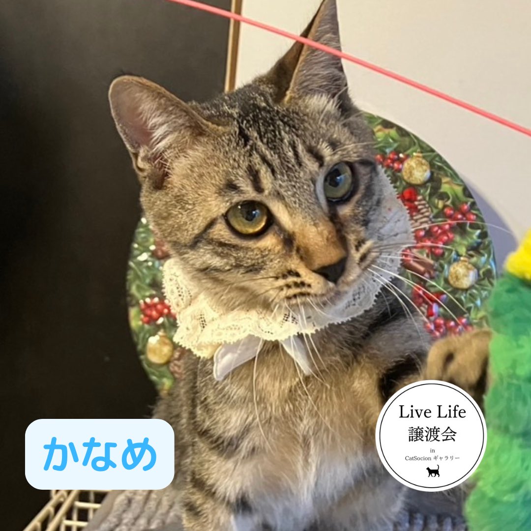 livelifesocion's tweet image. 12/6（土）リブライフ譲渡会参加猫
大阪市都島区　13〜16時まで
予約不要　参加費500円

①音、メス、4ヶ月
保護されて間もないですが撫でられるようになってます😻

②かなめ、オス、5ヶ月
なでなでもおもちゃも大好きさ！人馴れできてます🙆

保護猫を家族に迎えてね😸