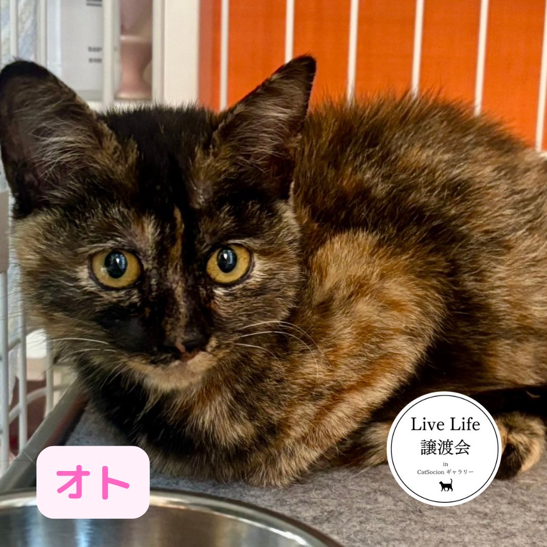 livelifesocion's tweet image. 12/6（土）リブライフ譲渡会参加猫
大阪市都島区　13〜16時まで
予約不要　参加費500円

①音、メス、4ヶ月
保護されて間もないですが撫でられるようになってます😻

②かなめ、オス、5ヶ月
なでなでもおもちゃも大好きさ！人馴れできてます🙆

保護猫を家族に迎えてね😸