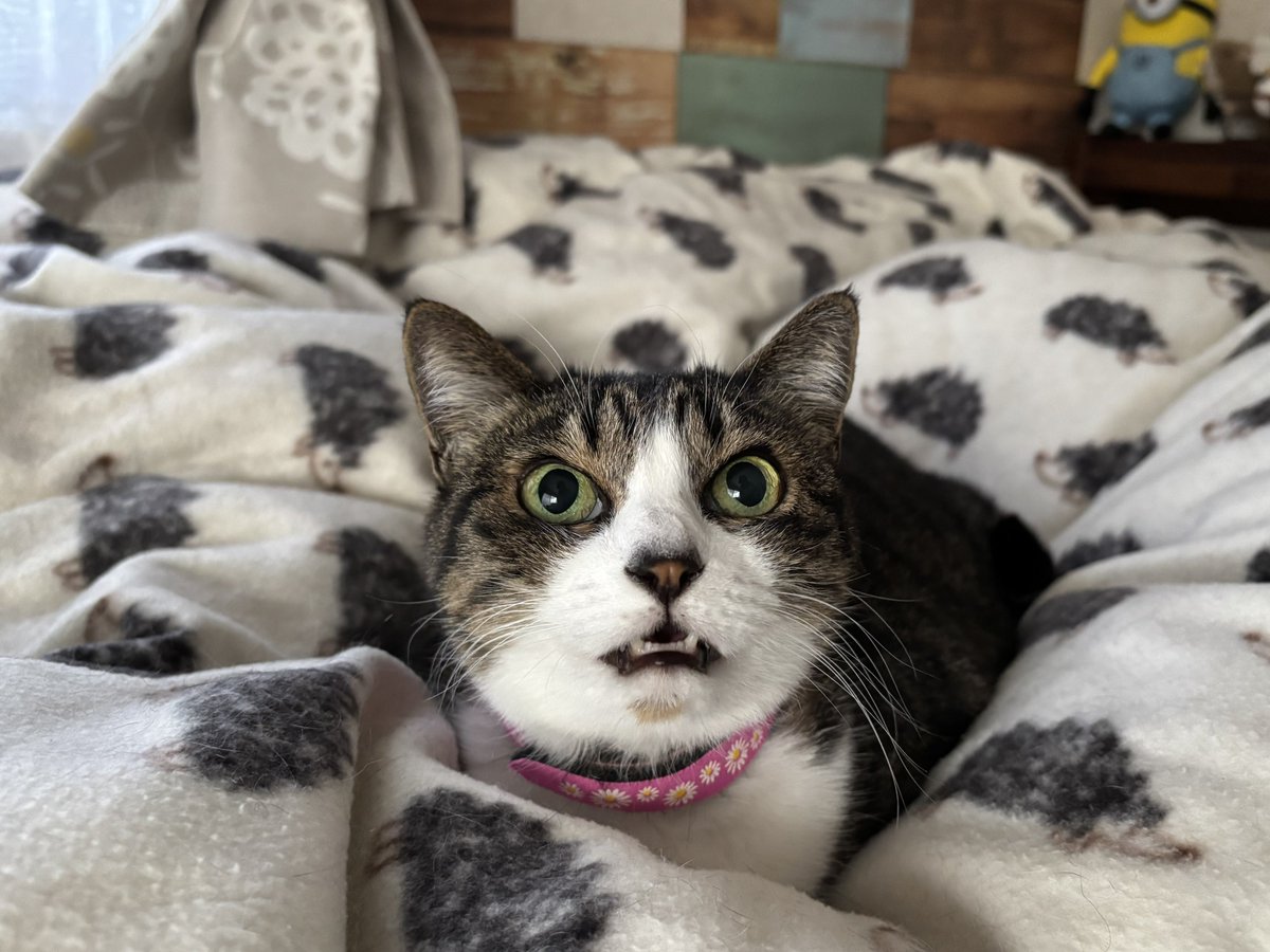 みふゆ(三冬) (@mifuyu_916) / Highlights / X