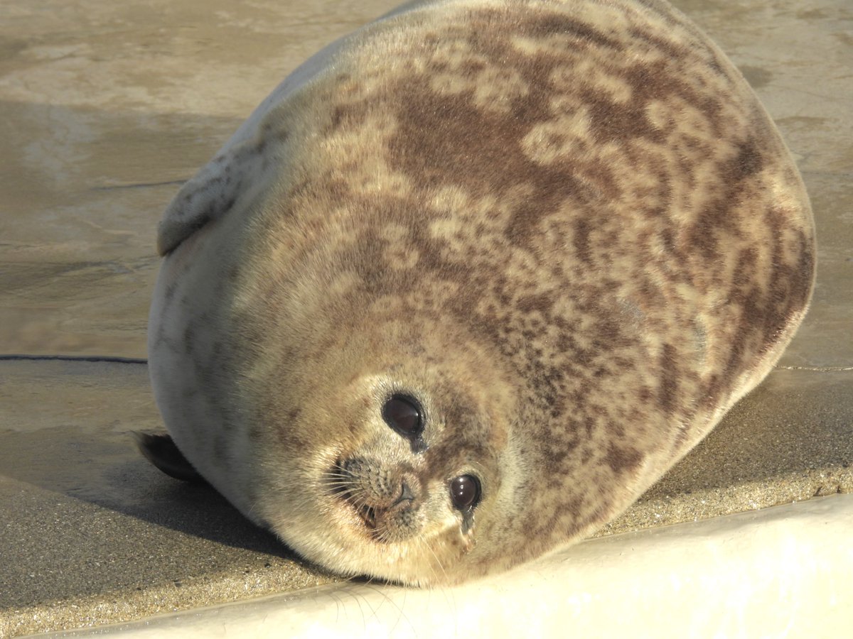 女王の涙

2025/11
#鴨川シーワールド
#ワモンアザラシ #アルー