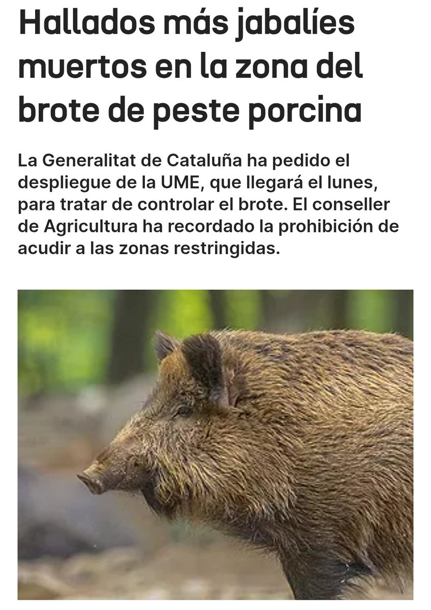 🚨Los jabalíes hallados muertos "presuntamente" han sido envenenados🚨 
👇👇👇👇👇👇
Estos malnacidos e hijos de .....  se están inventando lo de la peste porcina, seguramente usan el timo test PCR para diagnosticar la nueva enfermedad imaginaria.