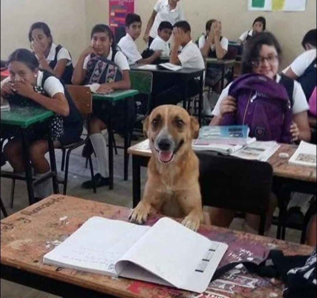 DiloConPerritos's tweet image. El verdadero Perro Mexicano no es el Xoloitzcuintle o el Chihuahua, el verdadero perrito Mexicano es el Amarillo…

Ese que viaja arriba de los carros, se mete a los salones de clases, corretea motos, se mete a las construcciones, participa en la escolta escolar, quiere agarrar…