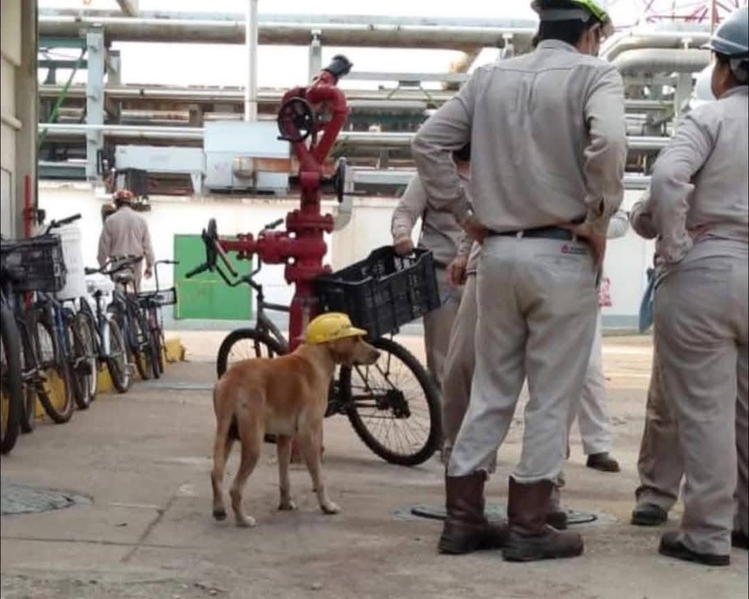 DiloConPerritos's tweet image. El verdadero Perro Mexicano no es el Xoloitzcuintle o el Chihuahua, el verdadero perrito Mexicano es el Amarillo…

Ese que viaja arriba de los carros, se mete a los salones de clases, corretea motos, se mete a las construcciones, participa en la escolta escolar, quiere agarrar…