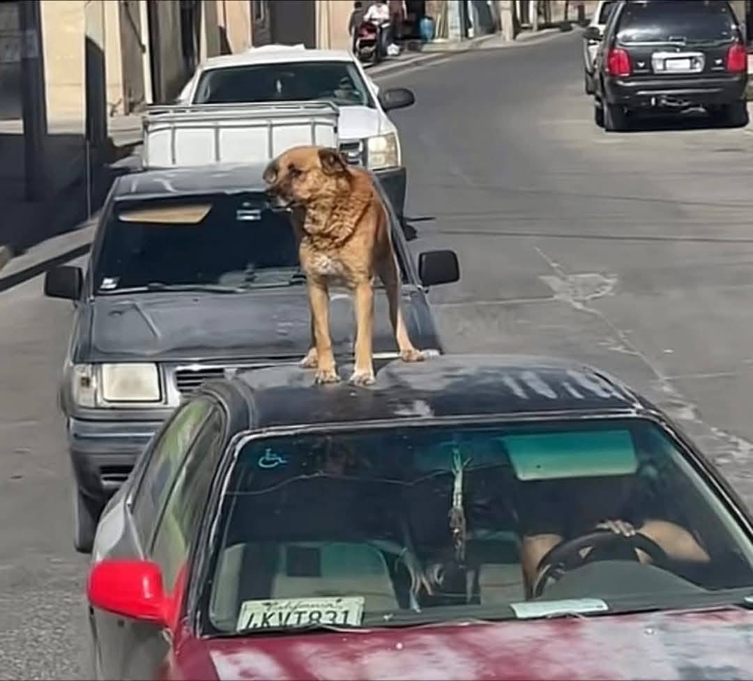 DiloConPerritos's tweet image. El verdadero Perro Mexicano no es el Xoloitzcuintle o el Chihuahua, el verdadero perrito Mexicano es el Amarillo…

Ese que viaja arriba de los carros, se mete a los salones de clases, corretea motos, se mete a las construcciones, participa en la escolta escolar, quiere agarrar…