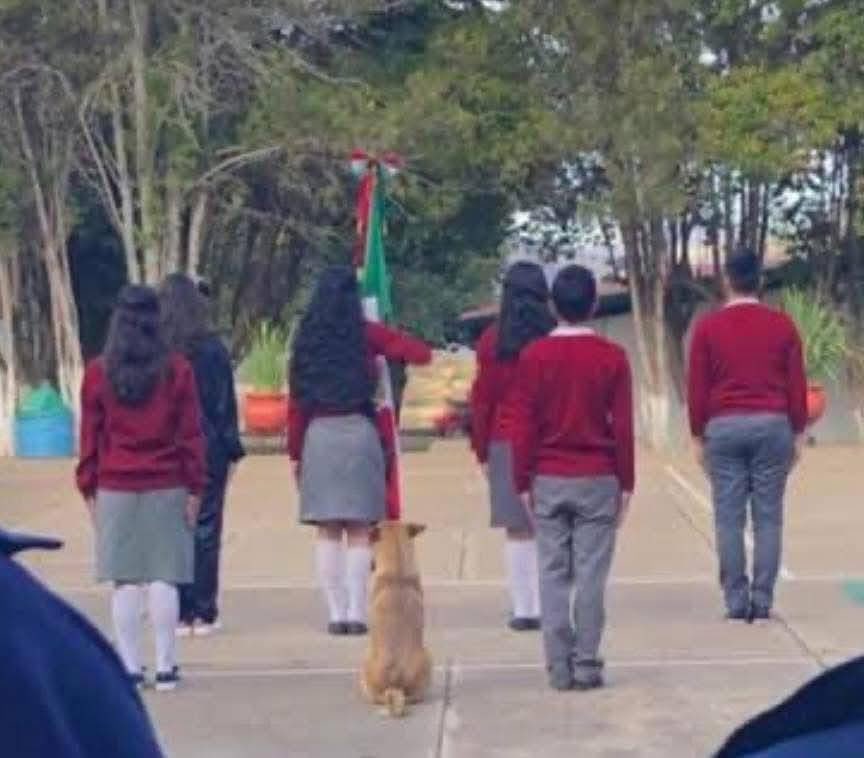 DiloConPerritos's tweet image. El verdadero Perro Mexicano no es el Xoloitzcuintle o el Chihuahua, el verdadero perrito Mexicano es el Amarillo…

Ese que viaja arriba de los carros, se mete a los salones de clases, corretea motos, se mete a las construcciones, participa en la escolta escolar, quiere agarrar…
