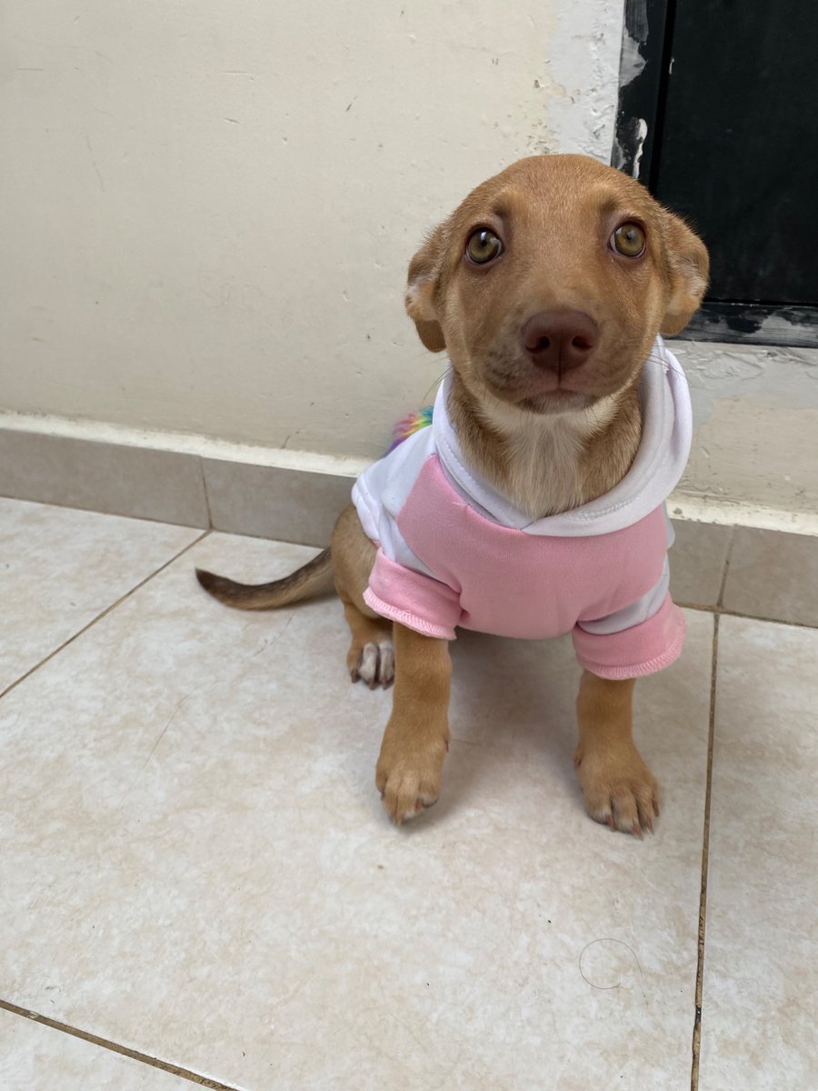 fishermoka's tweet photo. la vida no te da lo que imaginaste, pero te regala algo que abraza ese sueño de otra manera, tulipan es eso para mi https://t.co/J5EQafjQRb