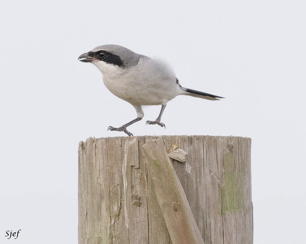 ItakeBirdPics's tweet photo. A jumpy Loggerhead Shrike
Galveston in Texas, USA. 11/29/2025 #loggerheadshrike #shrike #birdphotography #naturephotography https://t.co/DprHFyrdBq