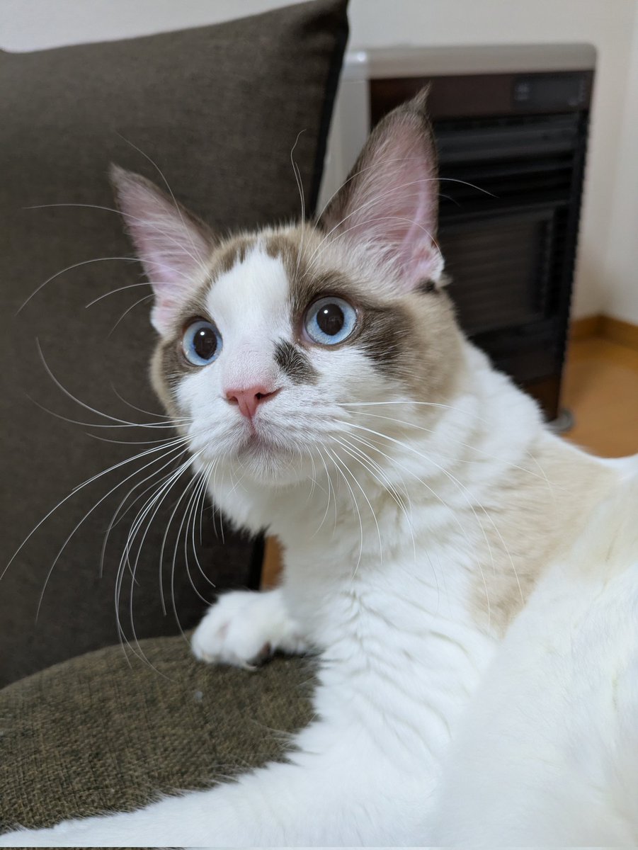 みんにゃ〜😻😻
おはにゃ〜💕💕
今年のカレンダーもあと1枚だけになっちゃったにゃよ〜🥹🥹
いつも仲良くしてくれてありがとにゃねぇ〜😽😽💕💕
今月もよろしくにゃねぇ〜🤗🤗✨💓💓