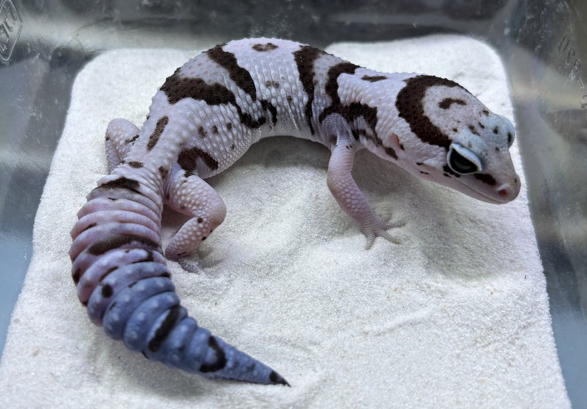 ジュニア(Gecko Jr.) tweet media