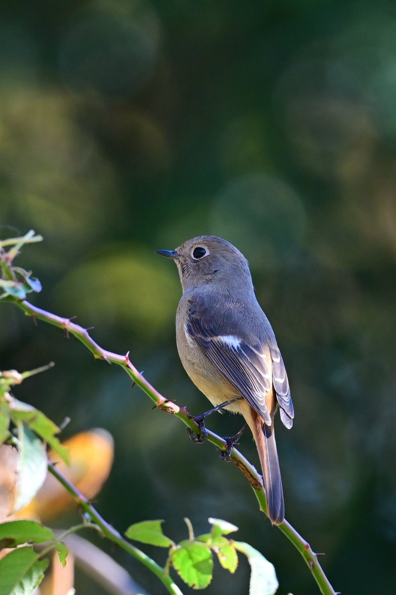 かにこ (@kaniko251) / Posts / X