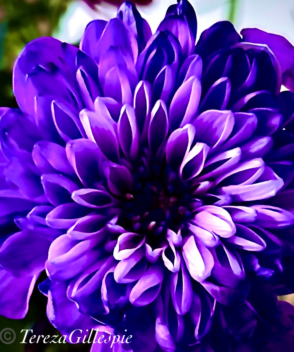 TBGTNT's tweet image. Thank you 🙏🏼 so much, Eleesha, 💖
for your beautiful quote on inner wisdom &amp;amp; for including me in your generous #shoutout Much #gratitude #Loveandlight to you.💐🙏🏼💫💜
Have a🕊️ #peaceful night🌟 &amp;amp; a wonderful new month of #DECEMBER everyone.🎄❄️🎅❄️🎄
