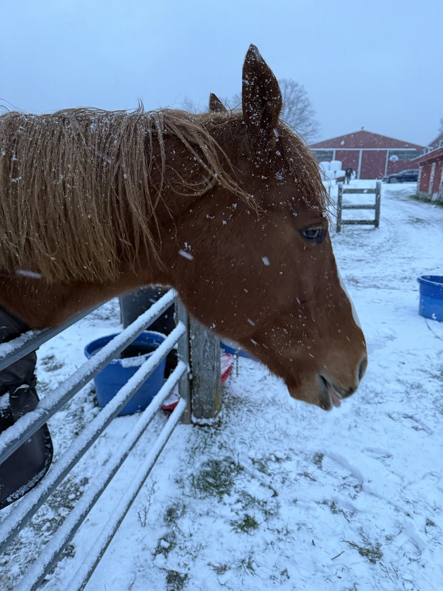 SaratogaGoose's tweet image. Went to see my OTTBBFF today. It was snowing.