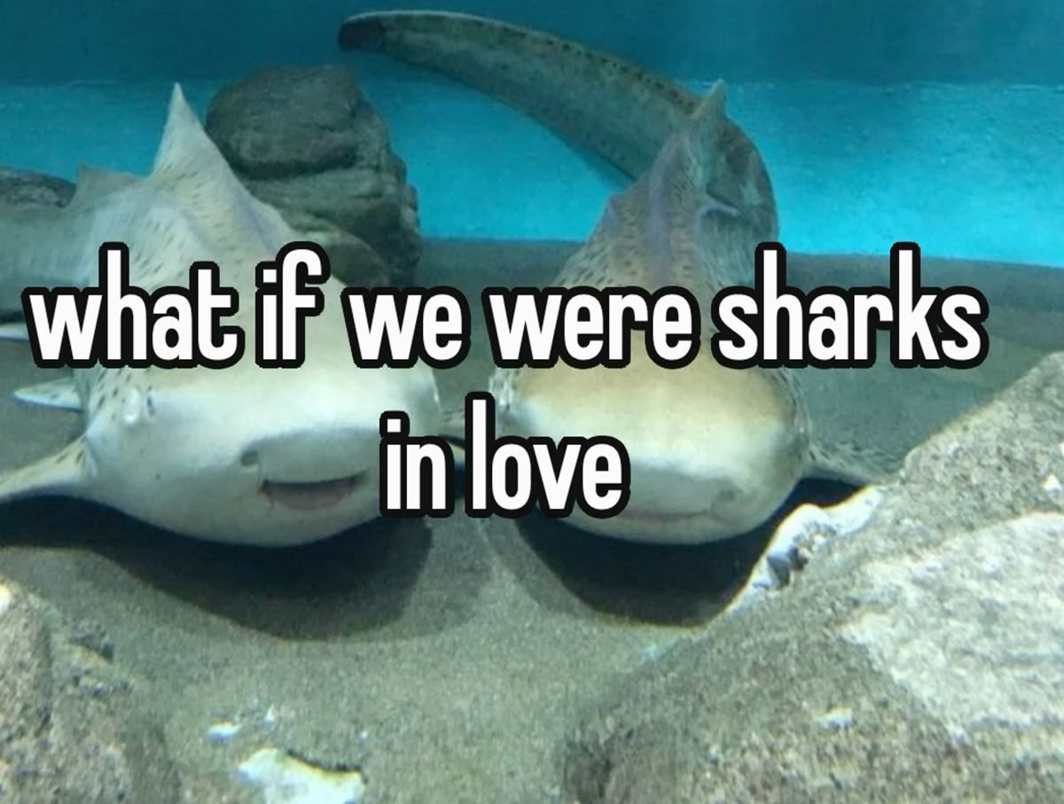 Me & Who? tweet media