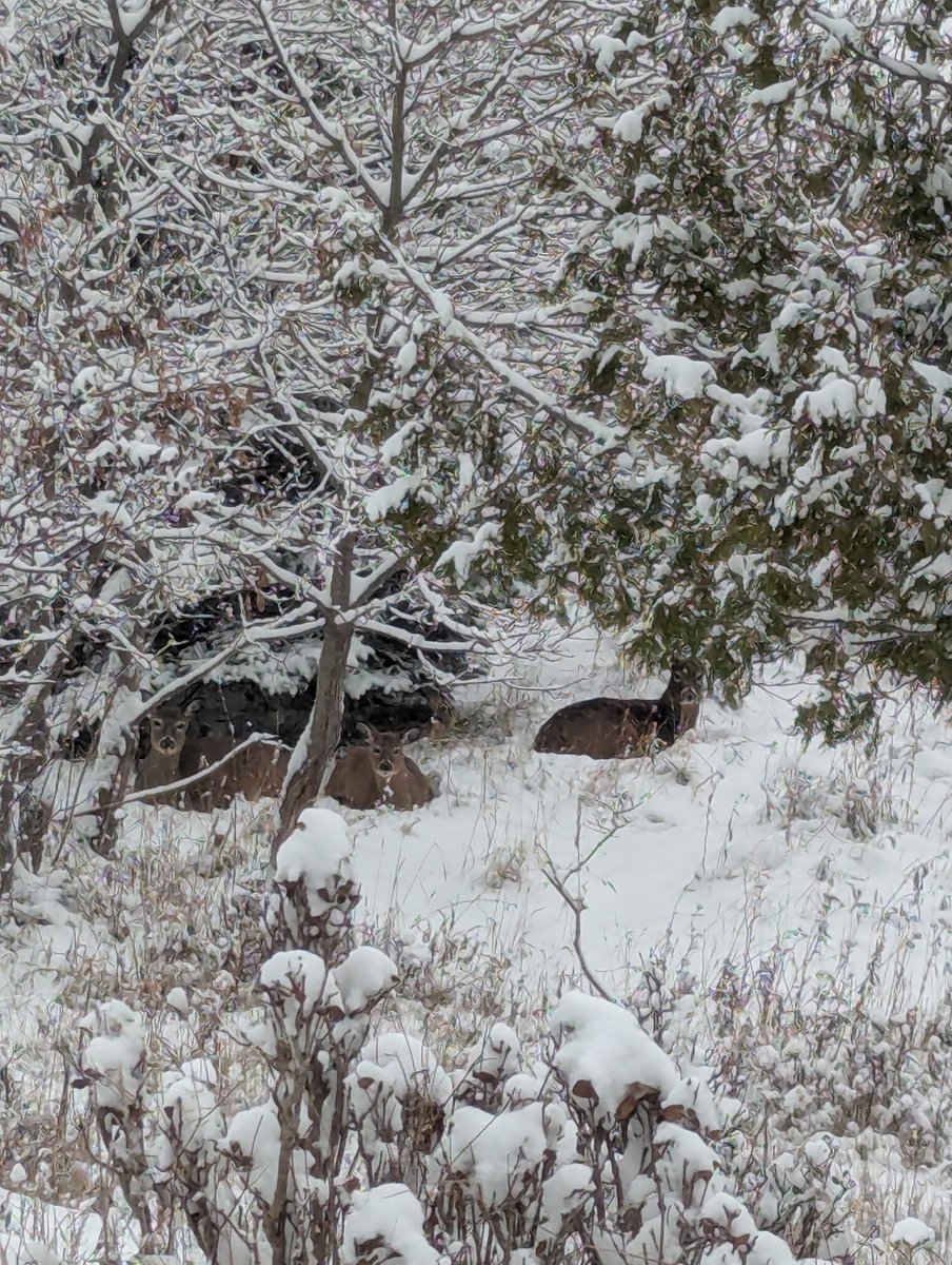Mrs Claus sent me some pics from up north. ✌️💚🎅