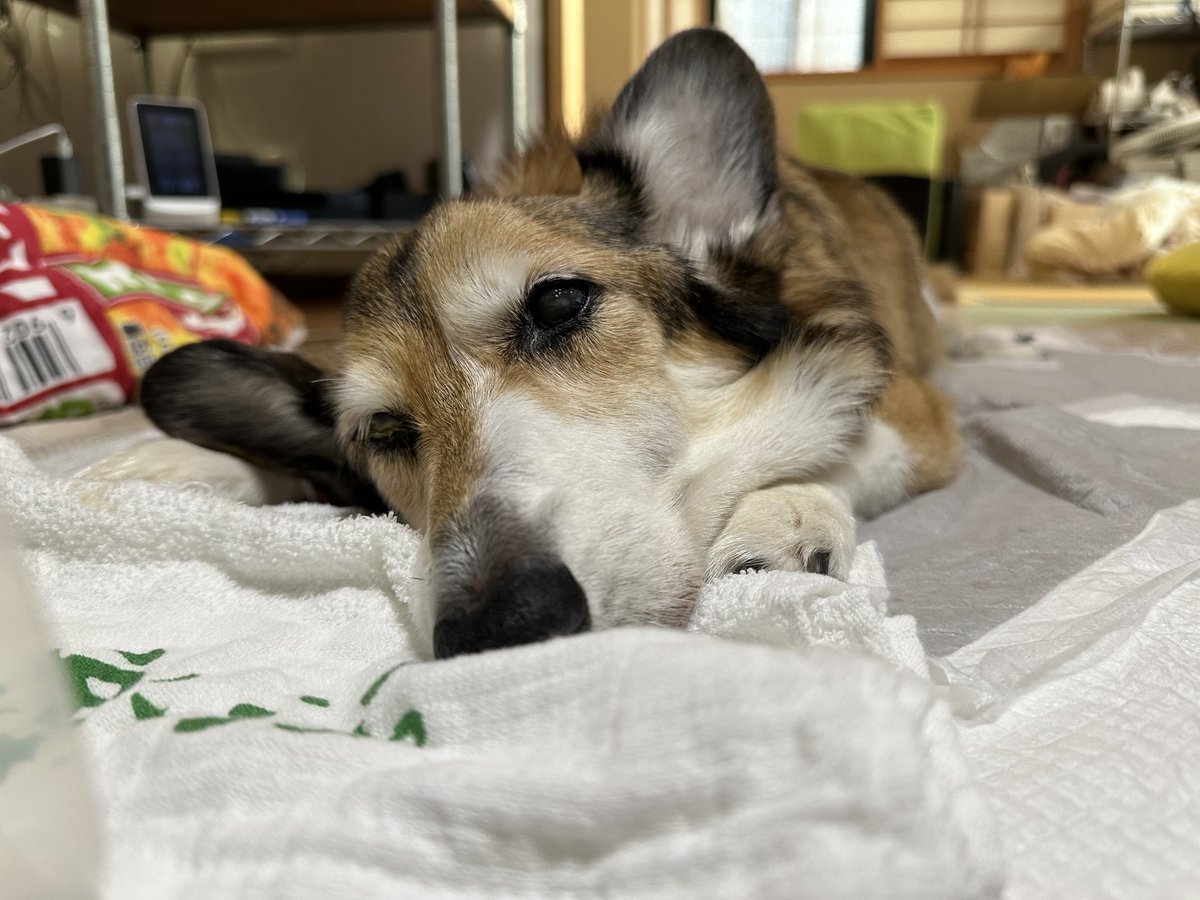 sz_code500's tweet image. おはようございます。今日から12月！ #corgi