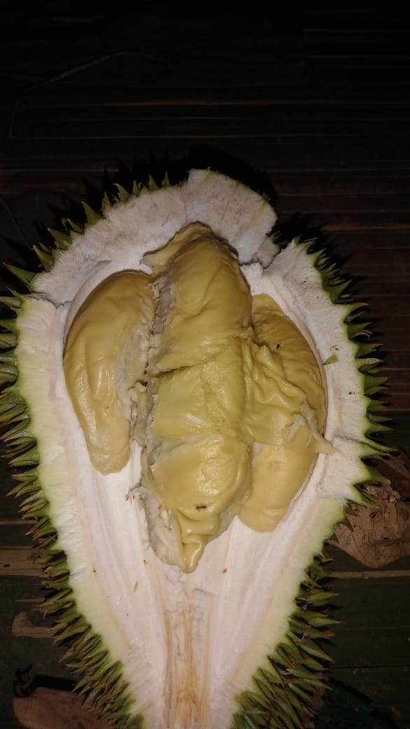 PieterMboh's tweet photo. Alhamdulillah punya pohonnya mah gausah beli https://t.co/VdeooEQ3GV