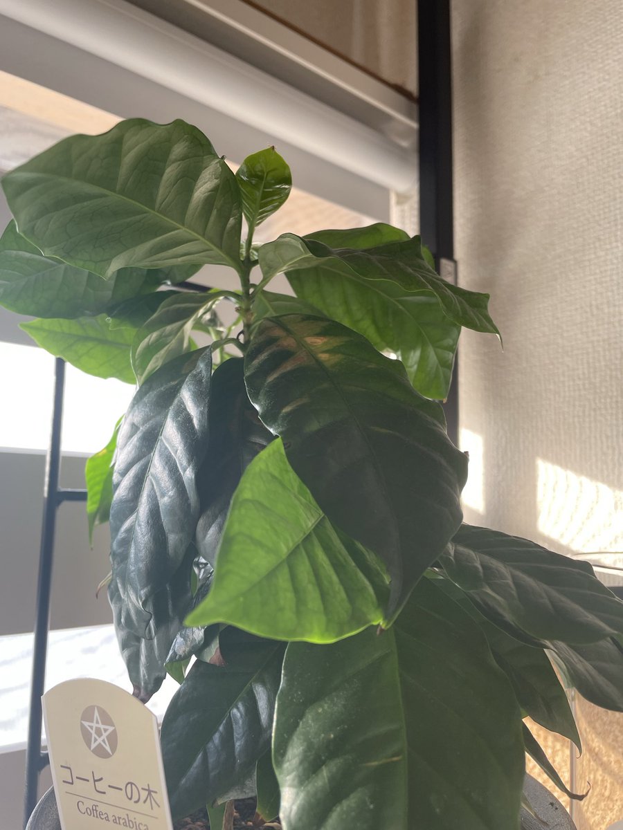 ahmad_coffee_S's tweet image. 今日のコーヒーはインドネシア🇮🇩「Kapal Api」
ホットサンドを添えて
#アマドコーヒー　
#コーヒーのある暮らし 
#コーヒー好きな人と繋がりたい 
#コーヒー