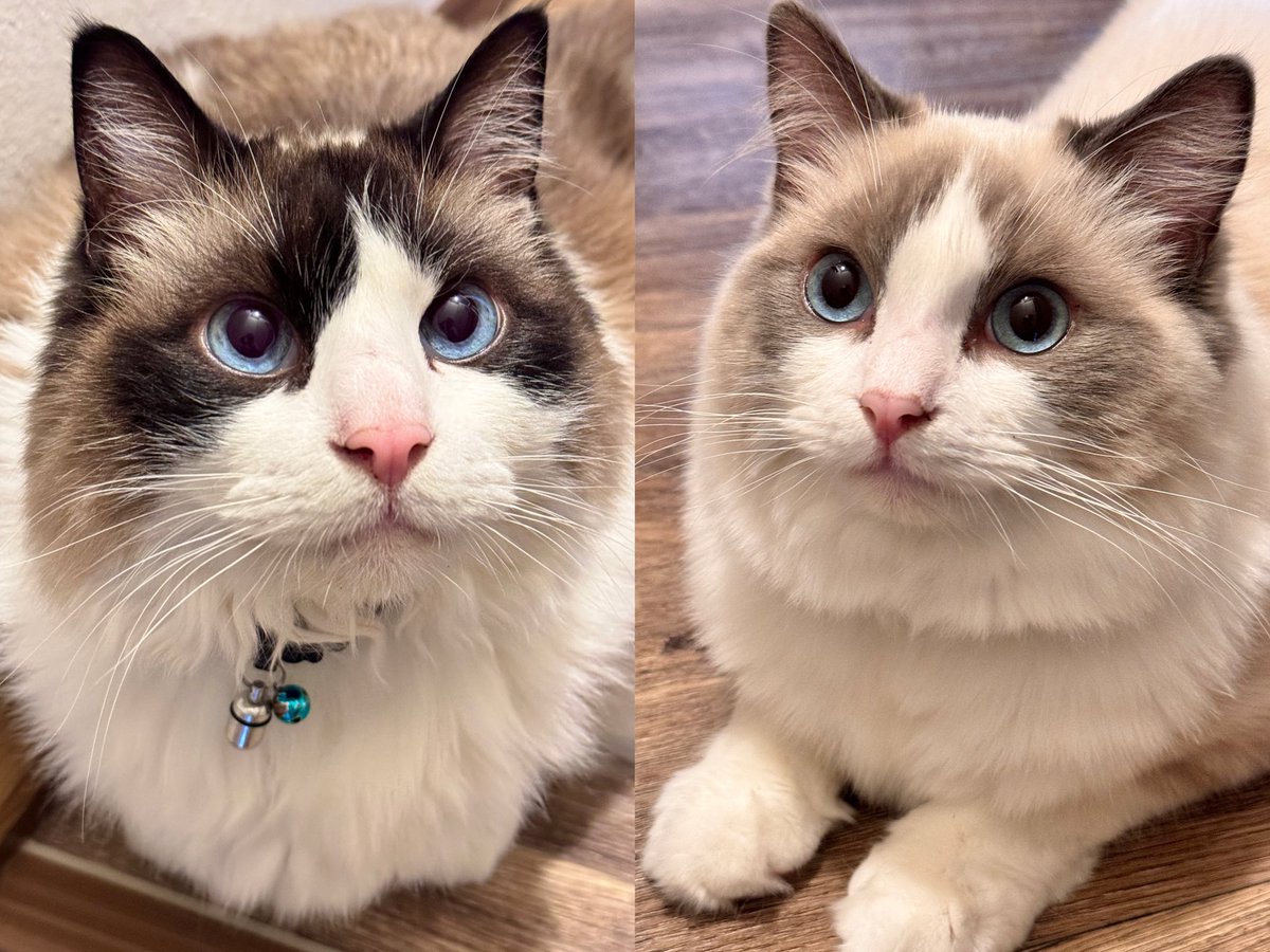 水月(みづき) tweet media