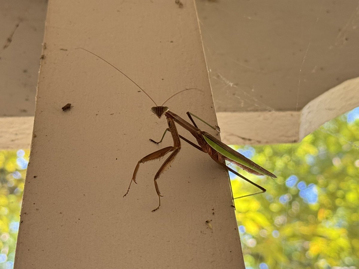 tinytorchic's tweet image. critter girl summer (and fall)