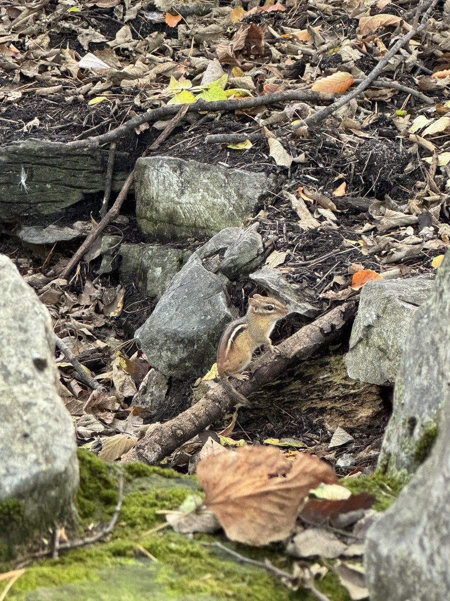 tinytorchic's tweet image. critter girl summer (and fall)