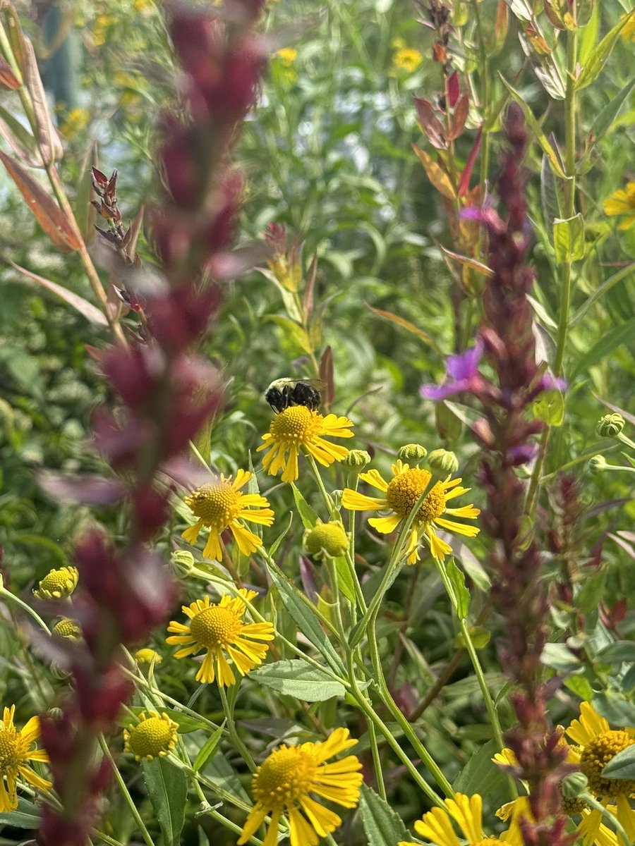 tinytorchic's tweet image. critter girl summer (and fall)