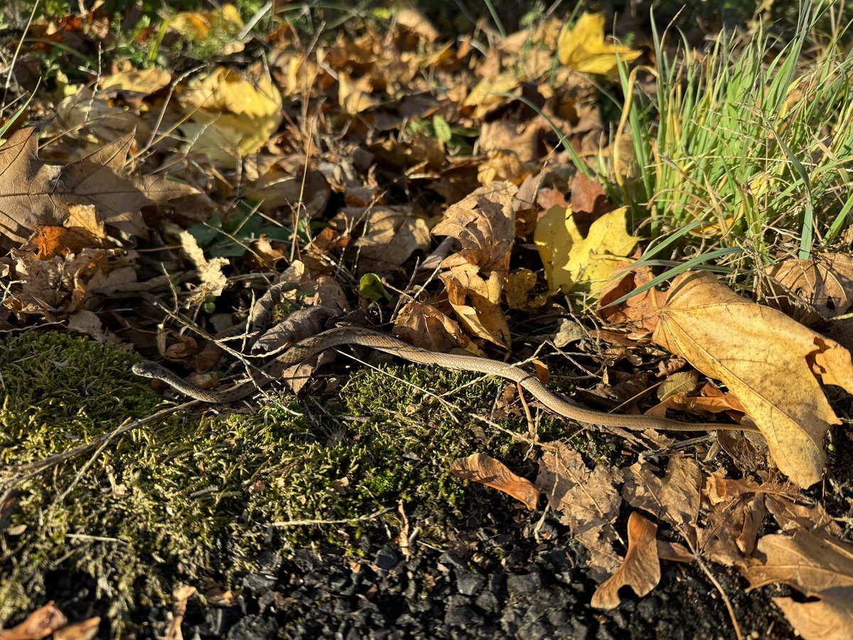 tinytorchic's tweet image. critter girl summer (and fall)