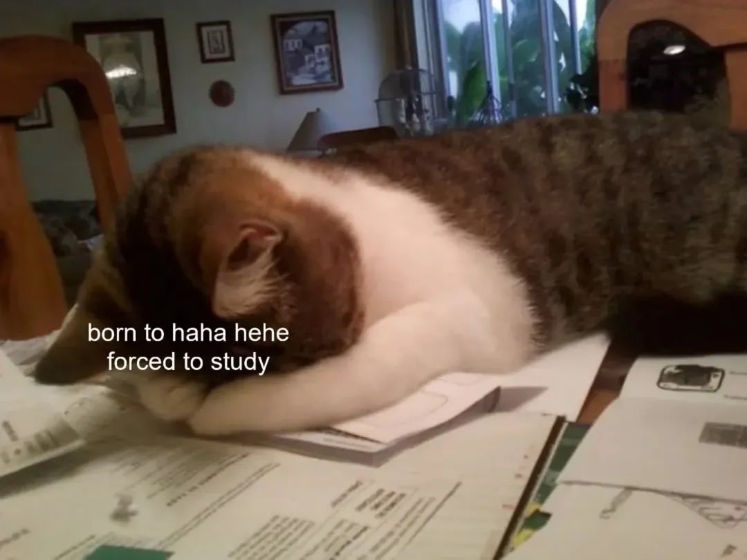 LiterallyMeCats (@literallymecats) on Twitter photo 