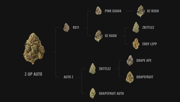 e17752's tweet image. You’ve been asking for it, and we listened: We’re excited to announce that we’ve now published the genetic lineages of our strains!
You can find them directly in the Tech Specs section on each strain page, along with the type of seed used in its development.