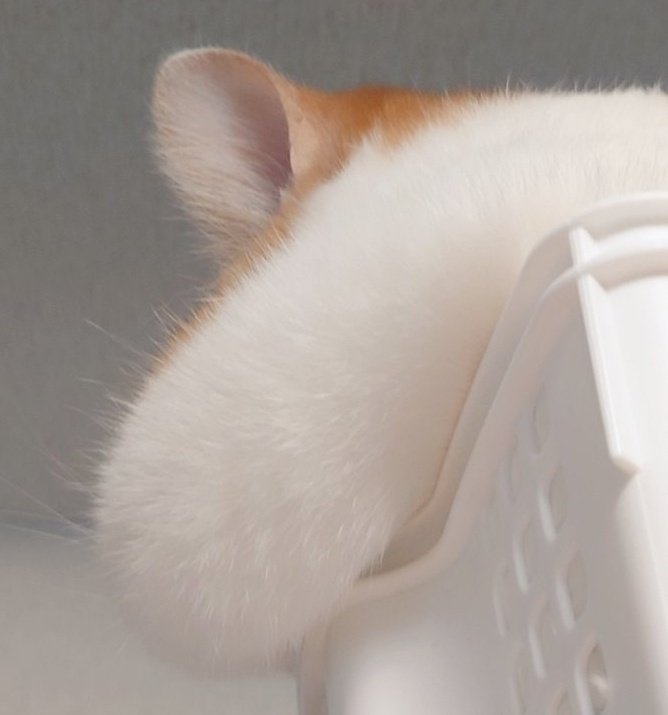 ←ふんわりおもち

→たれおもち