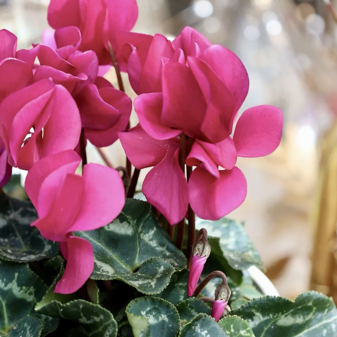 おはようございます😃
2025年最後の月が始まりましたね、普段とはまた違う忙しさもやってきますが街中の華やかなクリスマスも楽しみながら大晦日には笑って終われる月になるように日々大切に進んでいきたいものですね。
皆さまにも健やかでステキな師走になりますよ〜に🍀今月も何卒で〜す🙇‍♀️