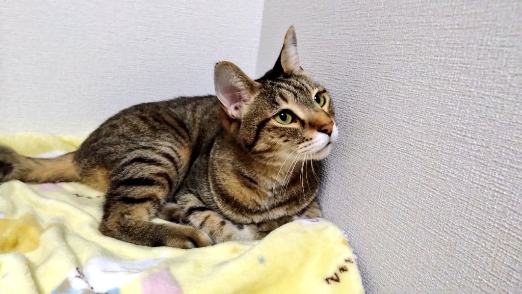 12月もよろしくお願いします
😸💕😊

#師走