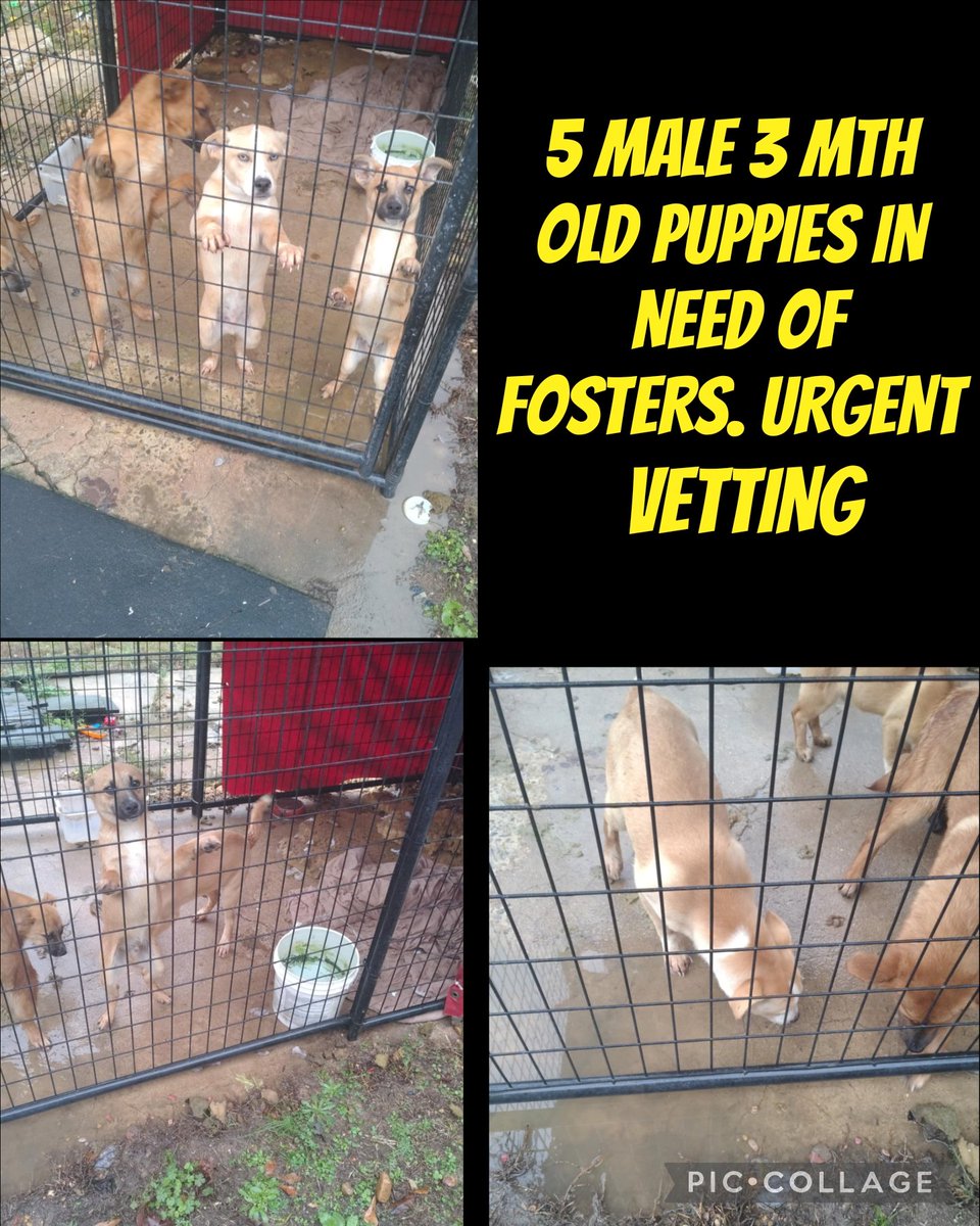 carawil17888192's tweet image. CULLMAN ALABAMA 

5 male 3 month old puppies

Need FOSTERS living in an outside kennel. Its cold

They were found as strays and need to be vetted &amp;amp; neutered